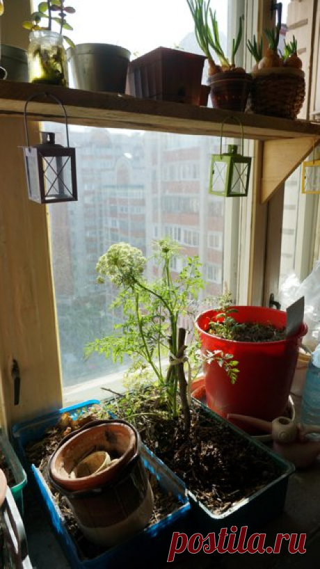 Новости с городских подоконников, жизнеутверждающие!