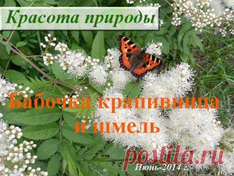 Бабочка крапивница и шмель. Как выглядит бабочка крапивница? Июнь-2014 - YouTube
