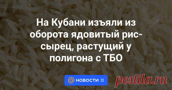 28-10-23--На Кубани изъяли из оборота ядовитый рис-сырец, растущий у полигона с ТБО В Краснодарском крае изъяли из оборота растущий у полигона ТБО рыс-сырец с выявленным в нем содержанием свинца и мышьяка.