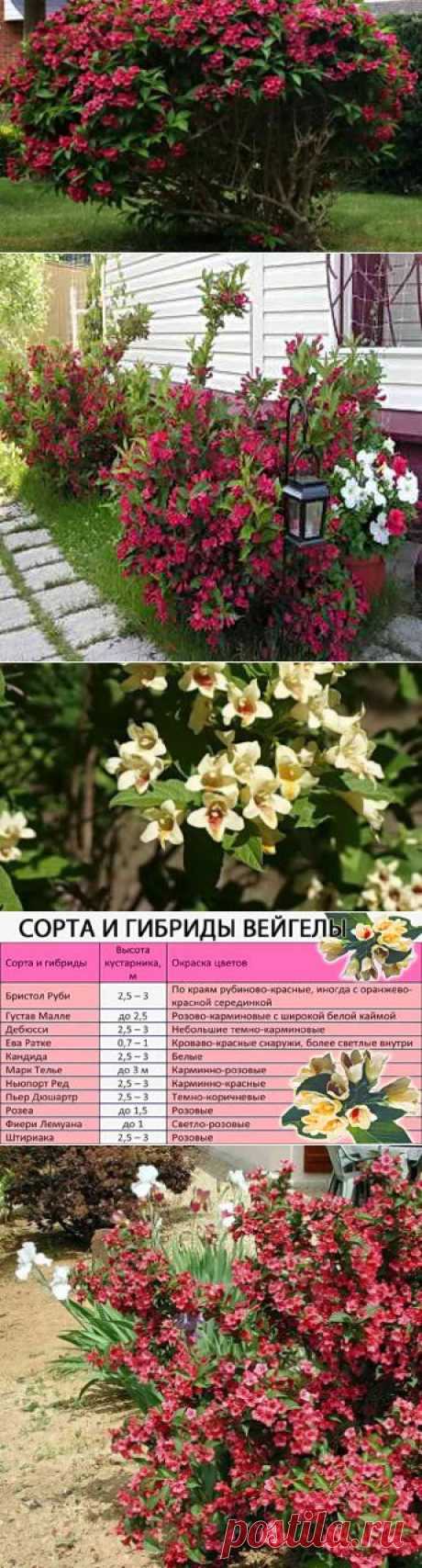 Вейгела посадка, уход и укрытие на зиму | Дача - впрок