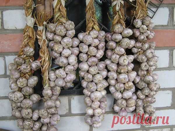 Чесночный ликёр от кучи болезней