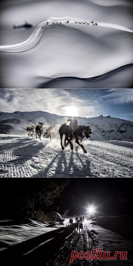Гонка на собачьих упряжках La grande Odyssee во Франции.
