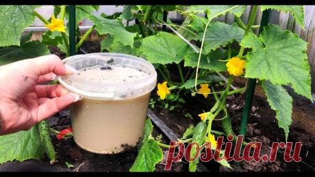 1 Литр под огурцы, томаты, перец и они прут как бешенные, даже дохлые вмиг заплодоносят, натур 3 обязательные подкормки, которые нужно между собой чередовать!