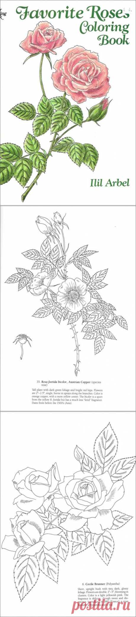 Розы отрисовки.