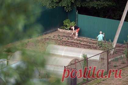 Дачникам назвали способ спасти урожай при аномальной жаре. При аномальной жаре для сохранения урожая в теплицах необходимо оставить двери нараспашку. Такой способ не потерять урожай российским дачникам назвала агроном Людмила Шубина. Об этом сообщают «Аргументы и факты». Эксперт отметила, что в жаркую погоду больше всего страдают растения в теплицах.