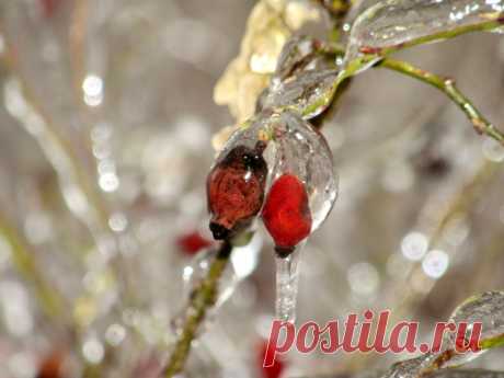 Из альбома &quot;Хрустальный лес&quot;