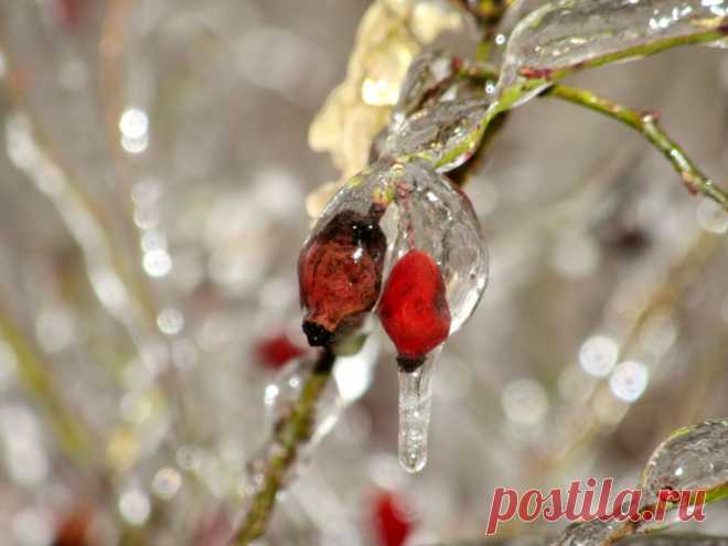 Из альбома "Хрустальный лес"