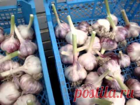Как лучше хранить чеснок