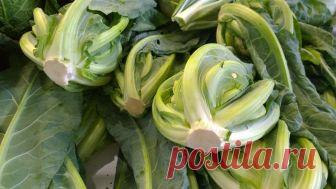 Португальская капуста - что это такое и как выращивать