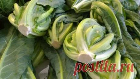 Португальская капуста - что это такое и как выращивать