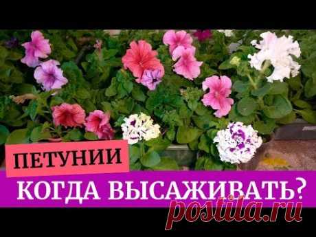 Петунии - чемпионы! Когда высаживать? Петуния Афродита, петуния Браво и петуния Пируэт