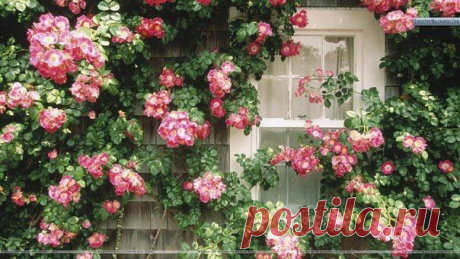 Фотографии на стене сообщества | 32 807 фотографий | ВКонтакте