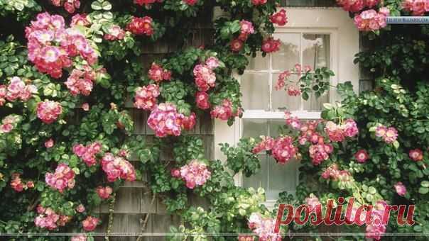 Фотографии на стене сообщества | 32 807 фотографий | ВКонтакте