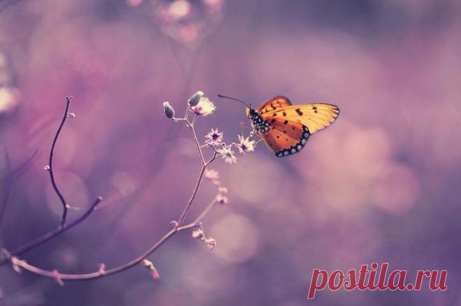 Красота природы: насекомые (макросъемка)