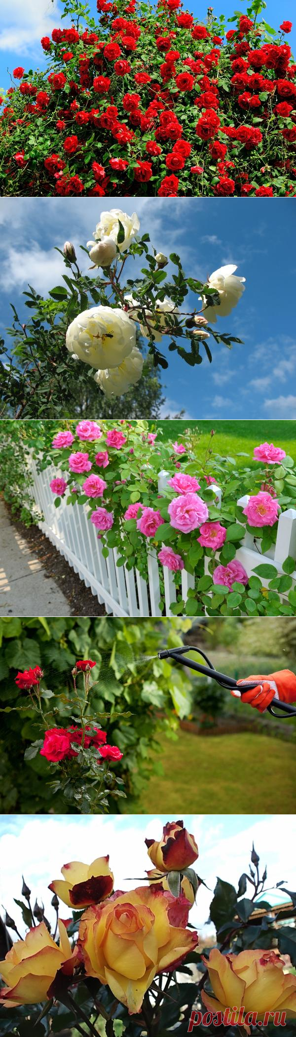 Как вырастить розы в саду? Посадка и уход за розами