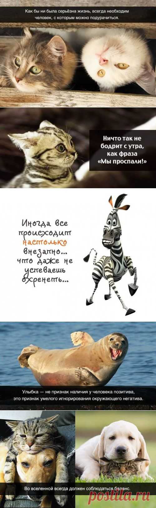 Житейская мудрость в прикольных картинках (23 фото) | Приколисты
