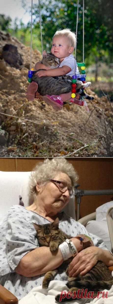 Пост, доказывающий, что у кошек золотые сердца