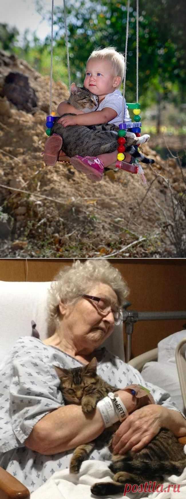 Пост, доказывающий, что у кошек золотые сердца
