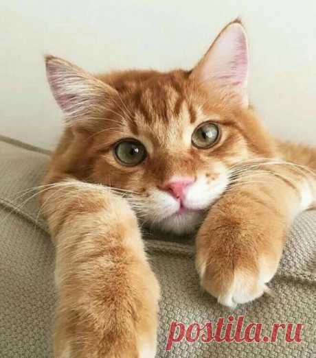 Милейшее создание