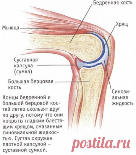 Суставы | Записи в рубрике Суставы | Дневник Анжеличка