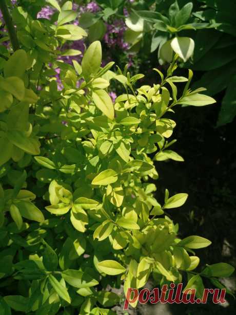 Бирючина обыкновенная &quot;Ауреа&quot; (Ligustrum vulgare &quot;Aurea&quot;)
