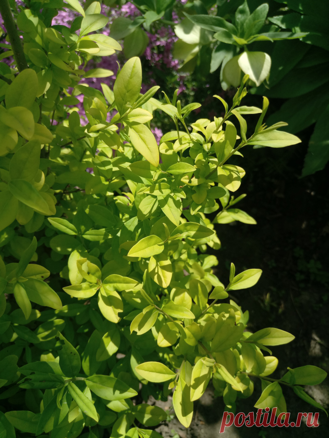 Бирючина обыкновенная "Ауреа" (Ligustrum vulgare "Aurea")