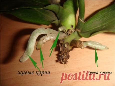 &quot;Как отрастить корни у фаленопсиса?&quot; - учимся вместе. - стр. 1 - Реанимация фаленопсисов - Цветочный форум на FloralWorld.ru