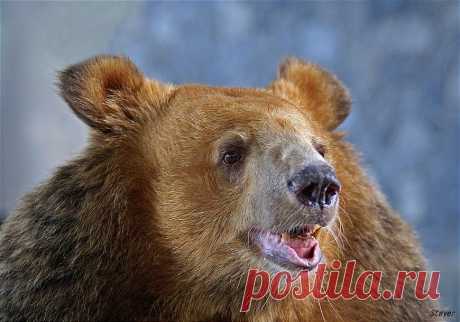 35PHOTO - Borsov Michail - Весельчак