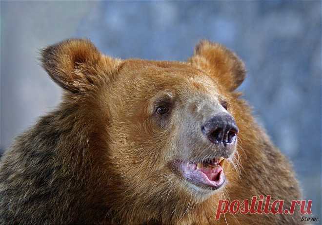 35PHOTO - Borsov Michail - Весельчак