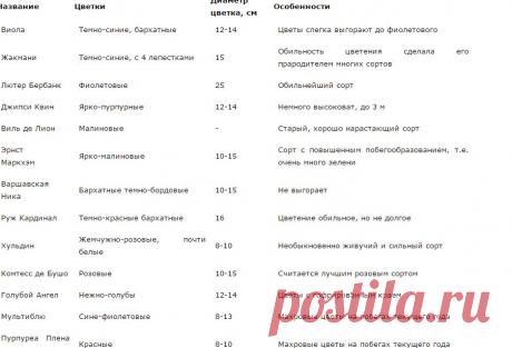 Клематисы без проблем