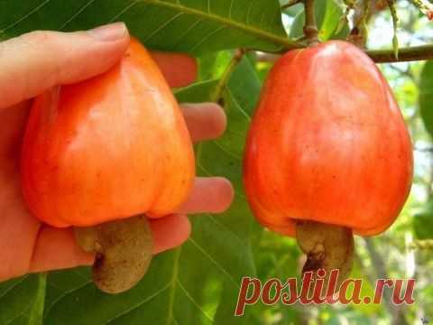 Орехи кешью растут так