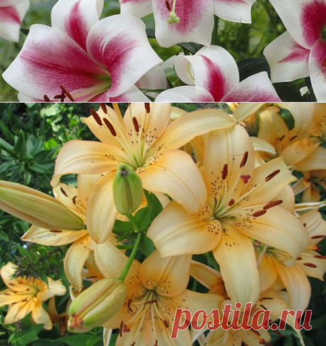 Выращивание лилий и уход за лилиями до и после цветения