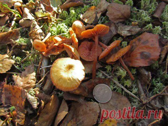 Один день грибника-научного сотрудника: odin_moy_den
Laccaria laccata (Лаковица розовая).Съедобный.