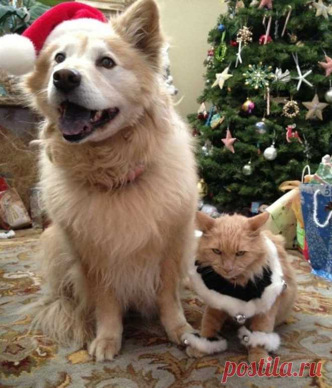 20 животных, которые ненавидят Новый год и все, что с ним связано