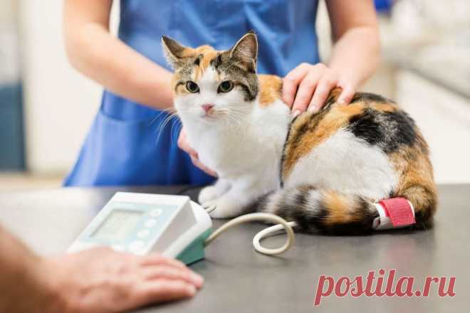 Кошку укусила пчела. Что делать?