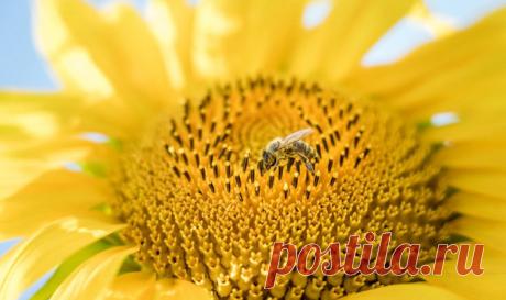 Семечки подсолнечника | Эффективное похудение. Все виды диет Семечки подсолнечника