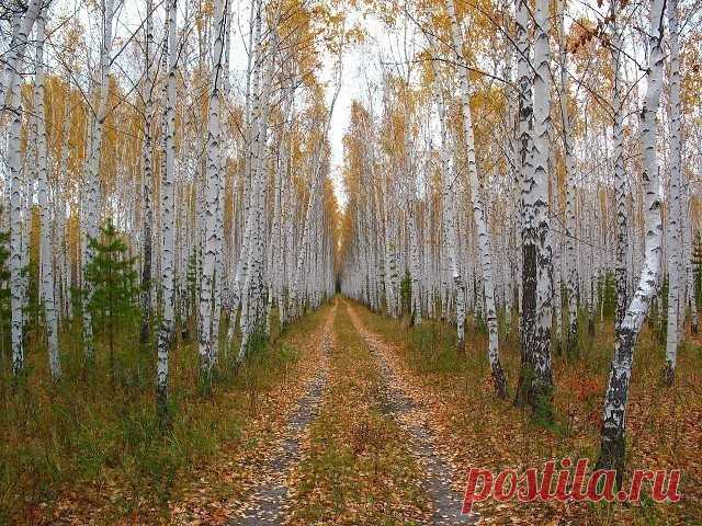 (27) Одноклассники