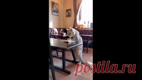 Кошки как люди