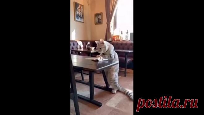 Кошки как люди