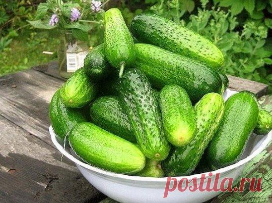 МОЛОКО.... ДЛЯ ОГУРЦА!
На вашей грядке с огурцами появилась черная тля. Листья скрючиваются, засыхают. Затем погибают и плети. Раствор мыла практически не помогает. И древесная зола не дает желаемых результатов. 
Попробуйте следующий состав: 1 литр свежего молока и 1 ч. ложку йода (йодистого калия) хорошо взбить, а полученную эмульсию растворить в 10 л воды. При помощи опрыскивателя побрызгать огурцы.