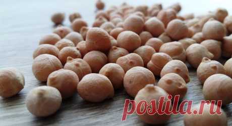 Посадка нута и особенности ухода за ним | Огородники Нут – однолетний бобовый продукт, который отличается засухоустойчивостью и выносливостью. Зная некоторые тонкости выращивания, можно получить спелый и полезный урожай за короткий период.