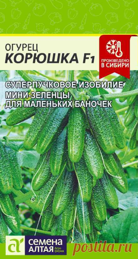 НЕ ПОЛУЧАЛОСЬ ВЫРАСТИТЬ ОГУРЦЫ, ПОКА НЕ УЗНАЛА ЭТУ ИНФОРМАЦИЮ... ДЕЛЮСЬ!! | Дачные советы. Семена Алтая | Яндекс Дзен