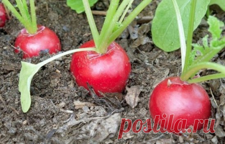 (95) Одноклассники