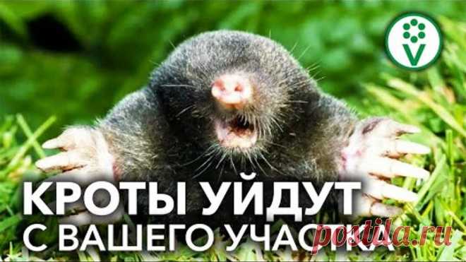 КРОТЫ УЙДУТ С УЧАСТКА САМИ! Проверенный временем способ избавиться от кротов