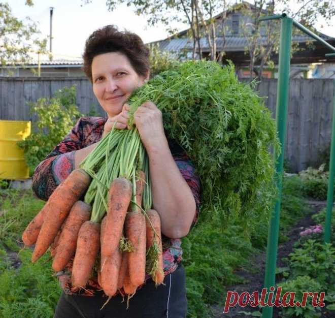 Я МОРКОВЬ СЕЮ СЛЕДУЮЩИМ ОБРАЗОМ