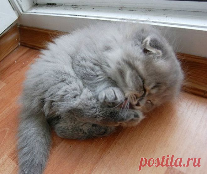 17 котят для поднятия настроения!