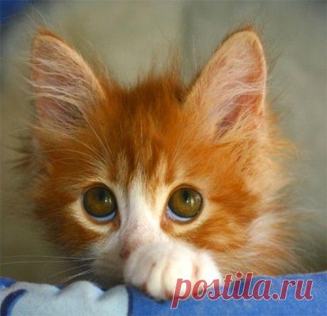 Корм для кошек и собак собственного приготовления