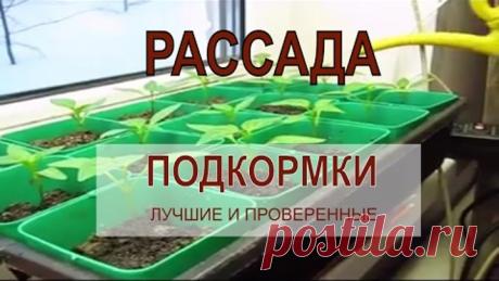🎥 ☭ ПОДКОРМКА ДЛЯ РАССАДЫ томатов, перцев, баклажан и пр. / Огород / Рассада / Уход