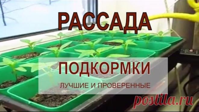 🎥 ☭ ПОДКОРМКА ДЛЯ РАССАДЫ томатов, перцев, баклажан и пр. / Огород / Рассада / Уход