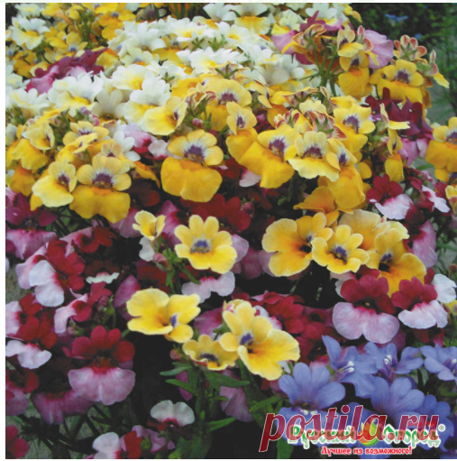 Семена Немезия Триумф, смесь: описание сорта, фото. Купить с доставкой или почтой России.